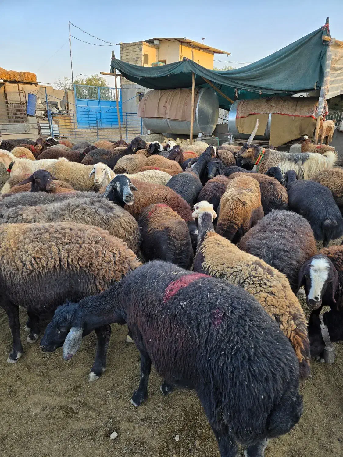 گله گوسفند میش افشاری بره|حیوانات مزرعه|اصفهان, بهارستان|دیوار