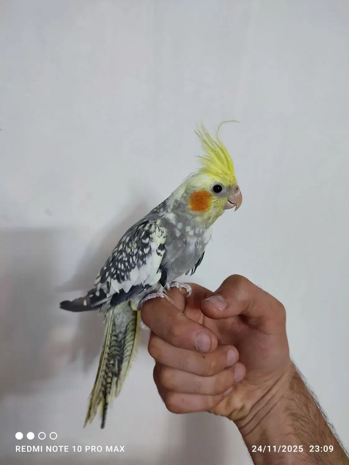 عروس هلندی اهلی دوکت|پرنده|تبریز, |دیوار