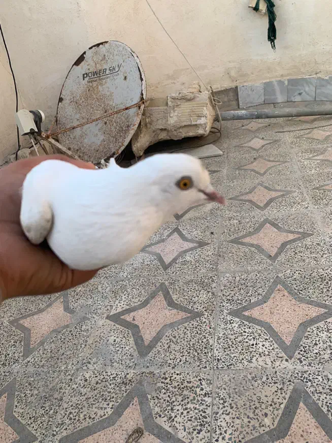 گمشده|حیوانات|چابهار, |دیوار