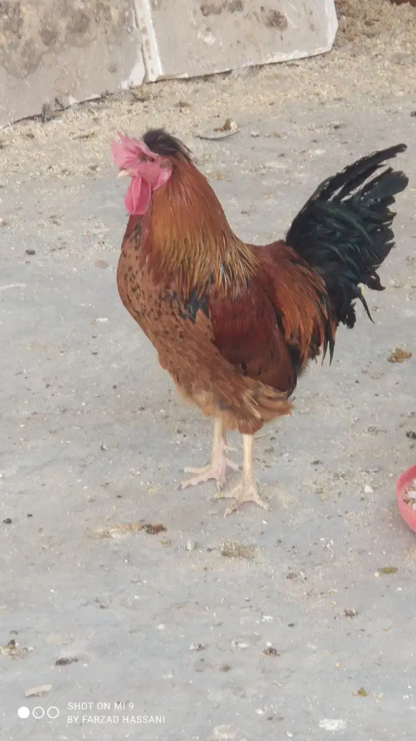 خروس جوان یک ساله|حیوانات مزرعه|ملکآباد, |دیوار