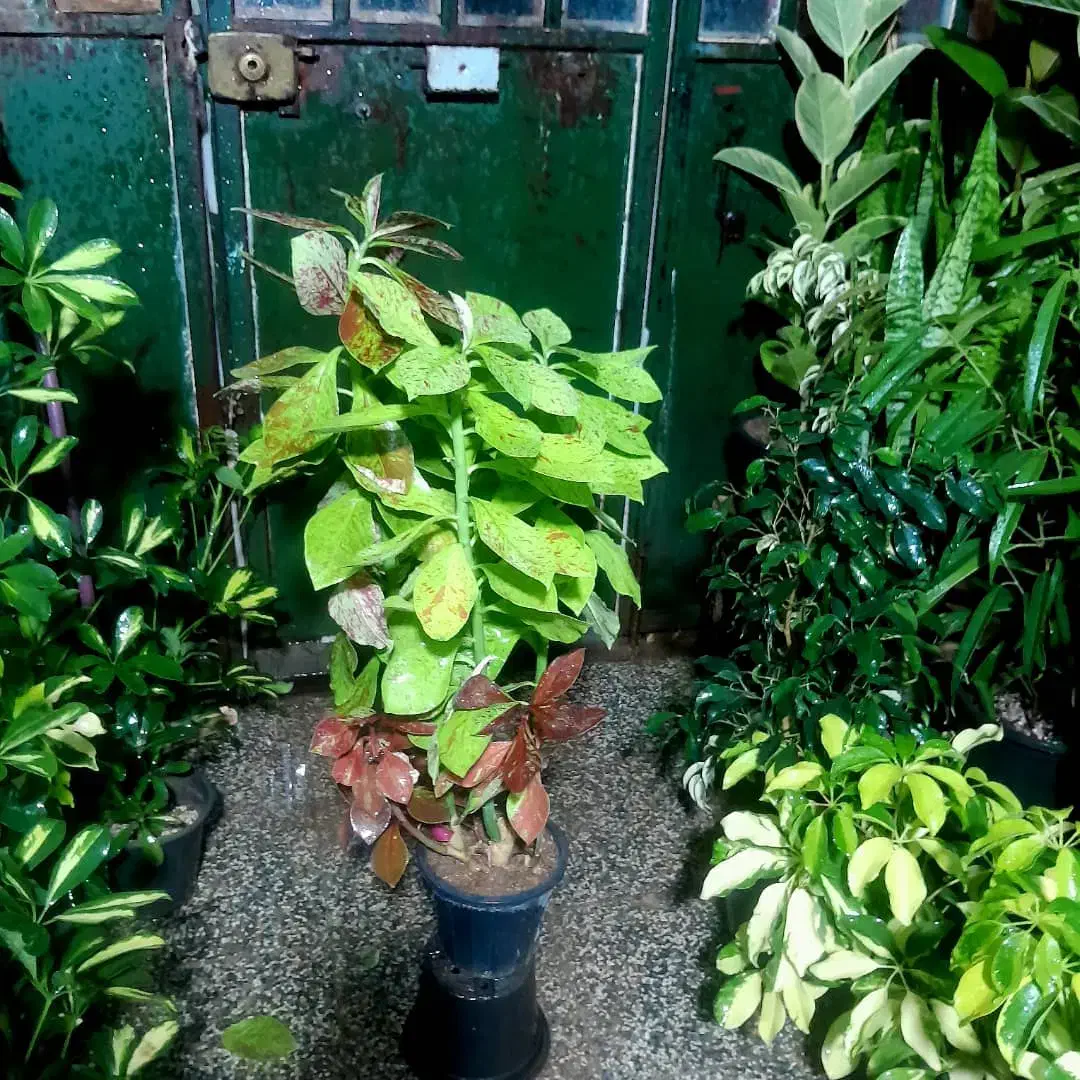 گل های زیبا|گل و گیاه طبیعی|شیراز, شیخ روزبهان|دیوار