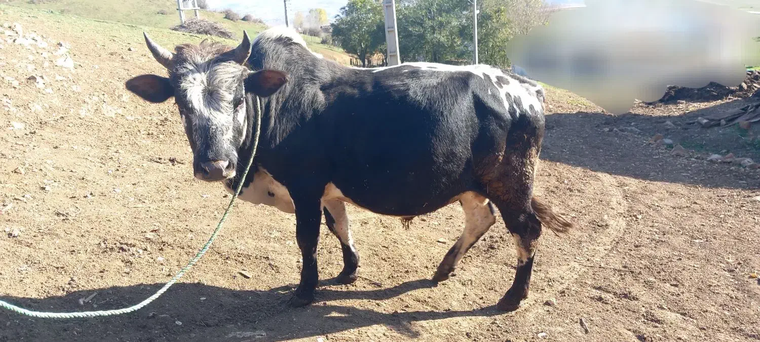 گاو کل محلی|حیوانات مزرعه|دیلمان, |دیوار