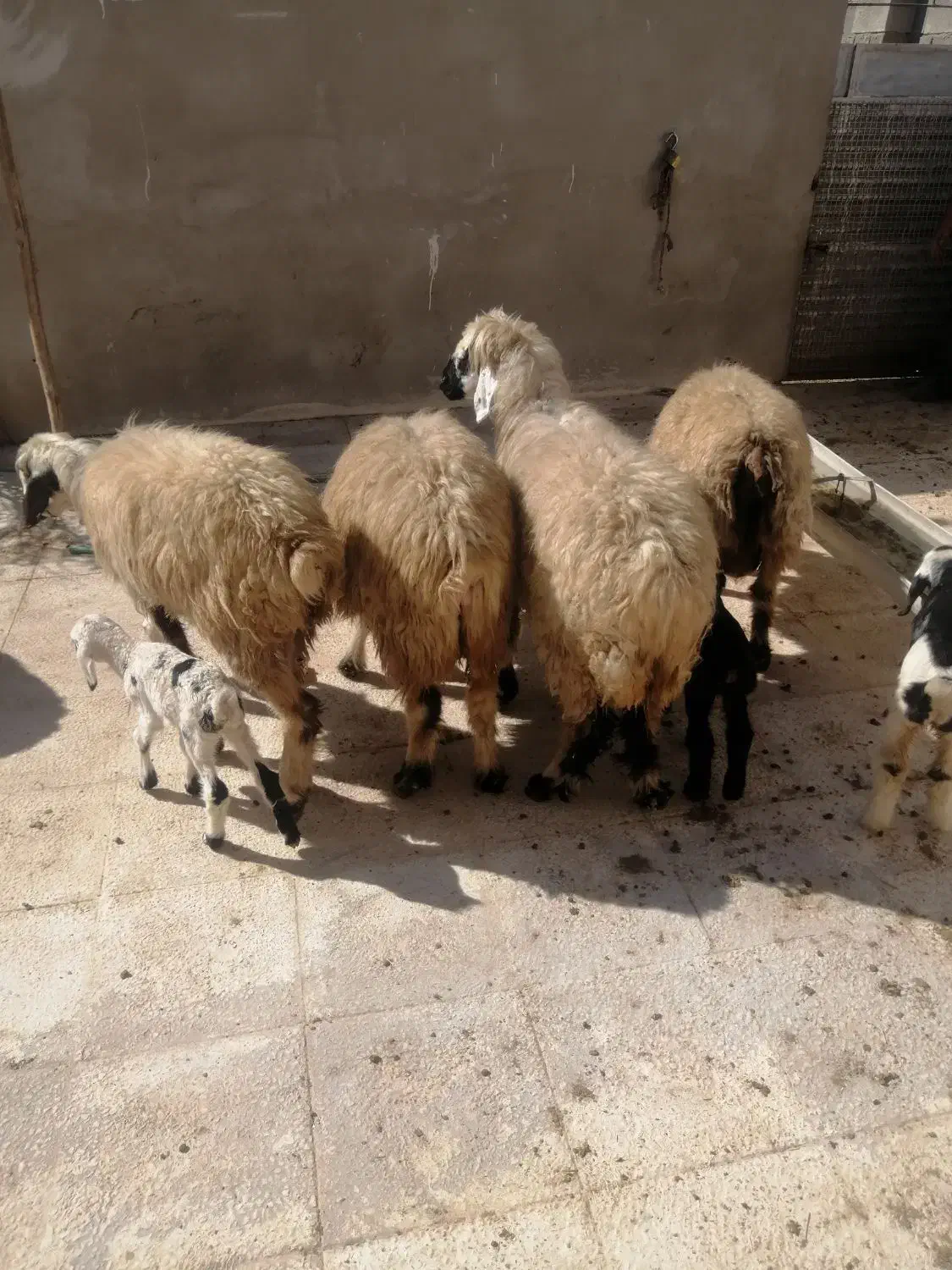 فروش میش بره دار|حیوانات مزرعه|ارژن, |دیوار