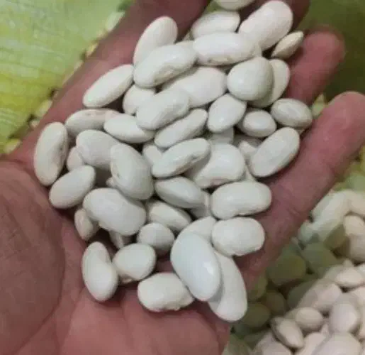لوبیا سفید ،چیتی و..|خوردنی و آشامیدنی|داران, |دیوار
