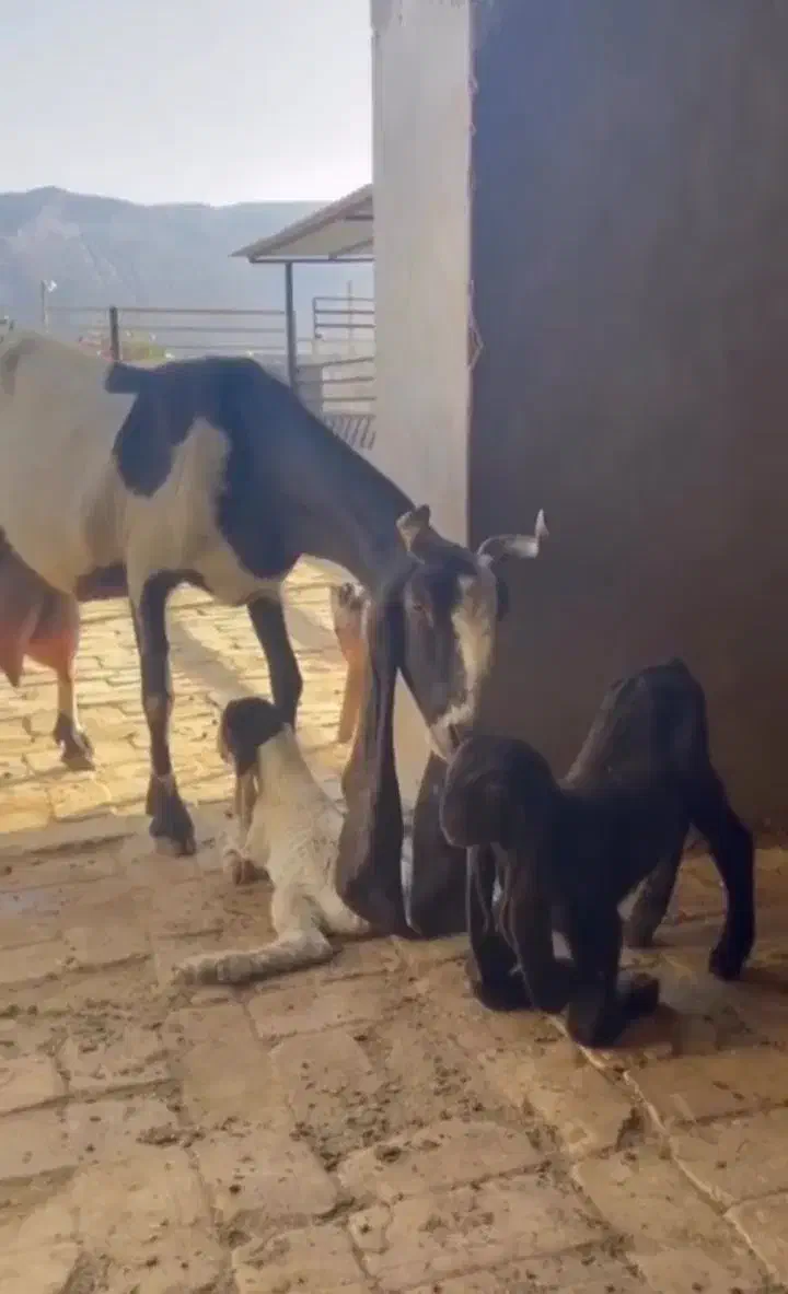 ۲تا بز ۲قلو دار پاکستانی درج یک|حیوانات مزرعه|همدان, |دیوار