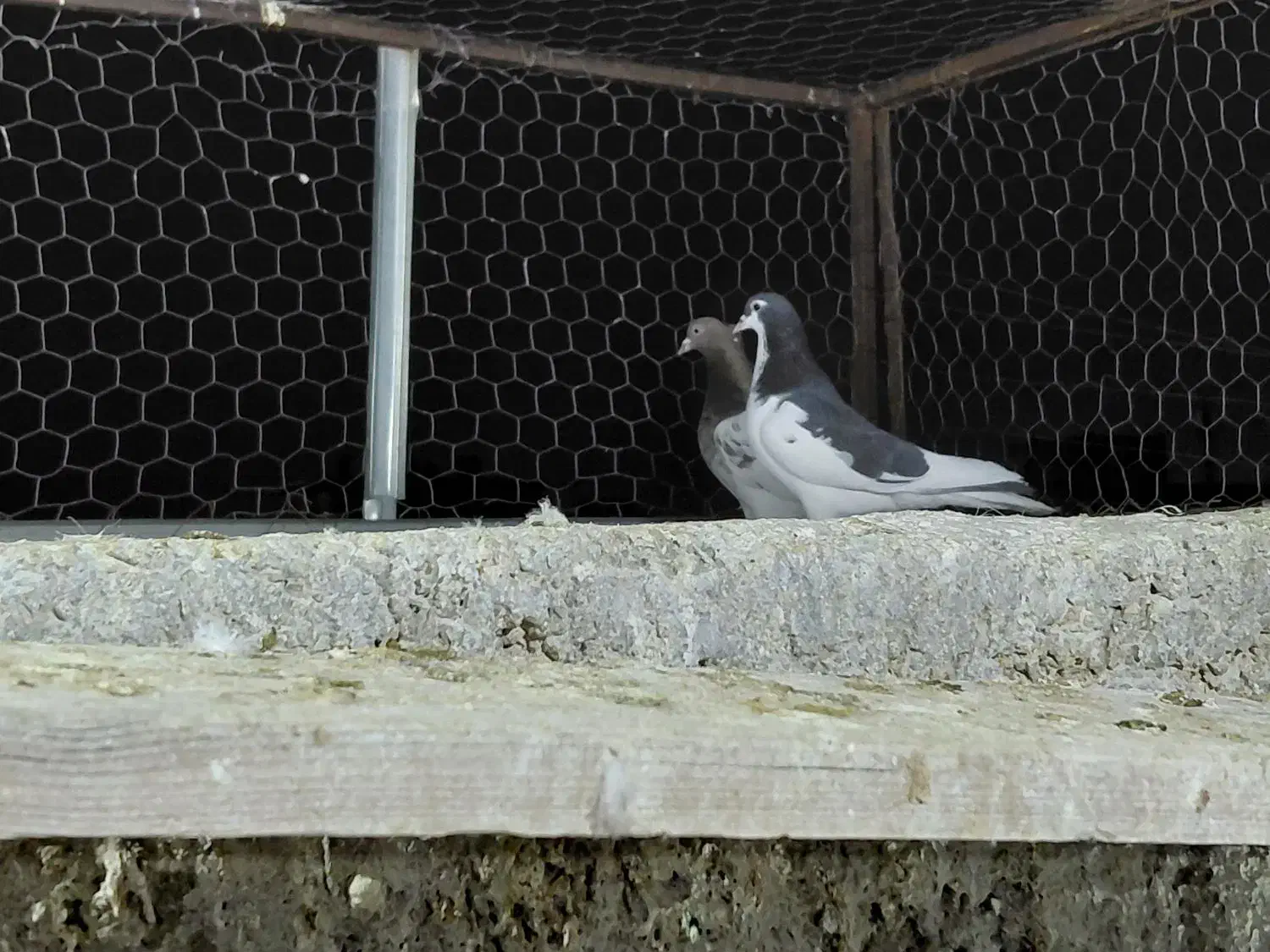 کفتر|پرنده|شیراز, کوشک میدان|دیوار