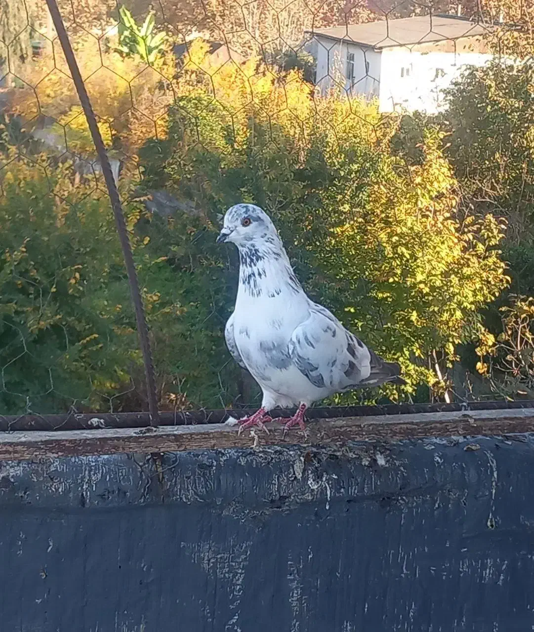 کبوتر پرشی|پرنده|قائم‌شهر, |دیوار