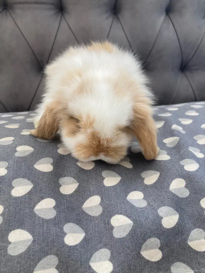 واگذاری رایگان خرگوش لوپ|موش و خرگوش|اصفهان, آبشار|دیوار