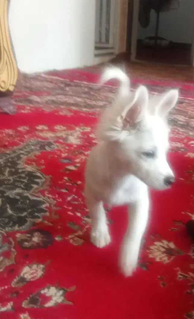 توله اشپیتز گوش روباهی خونگی|سگ|فیروزآباد (فارس), |دیوار