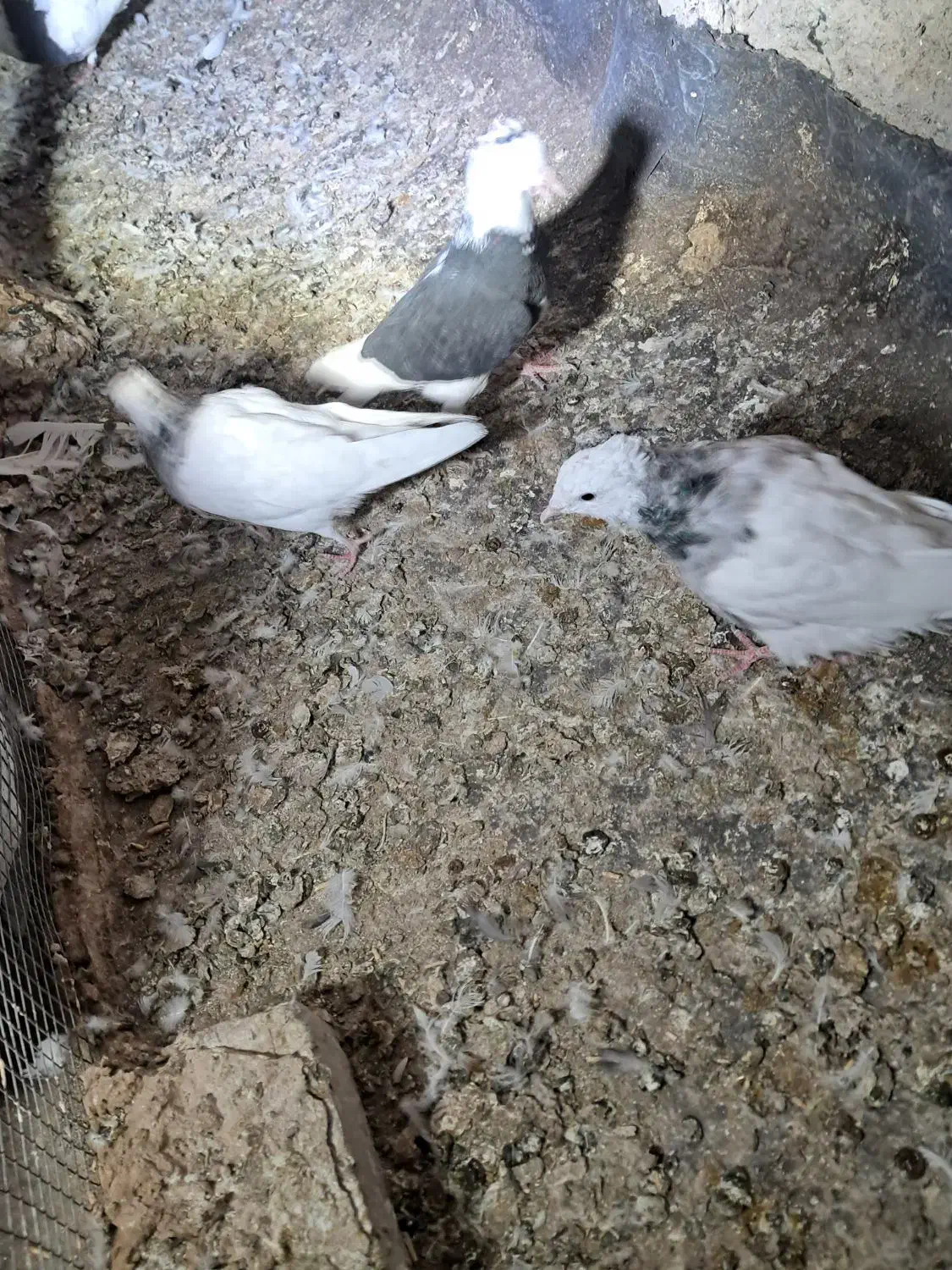 جوجه و کلنه|پرنده|نیشابور, ابراهیم ادهم|دیوار