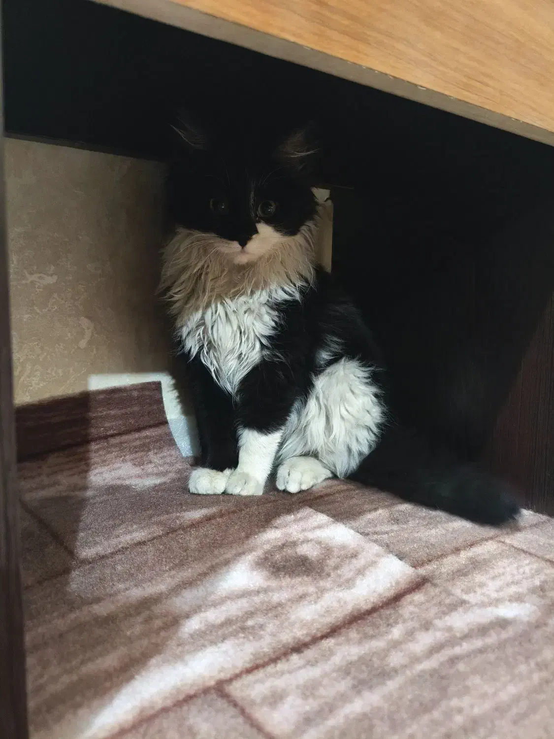 گربه|گربه|تبریز, |دیوار