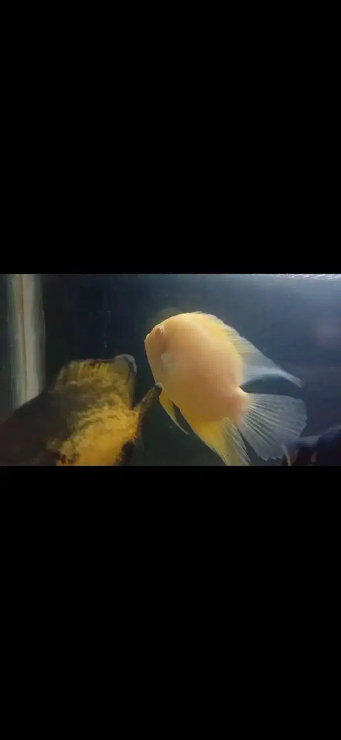 فروش ماهی اسکار|ماهی|پردیس, فاز ۱۱|دیوار