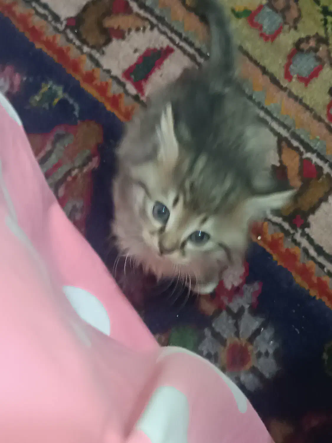 گربه|گربه|زنجان, |دیوار