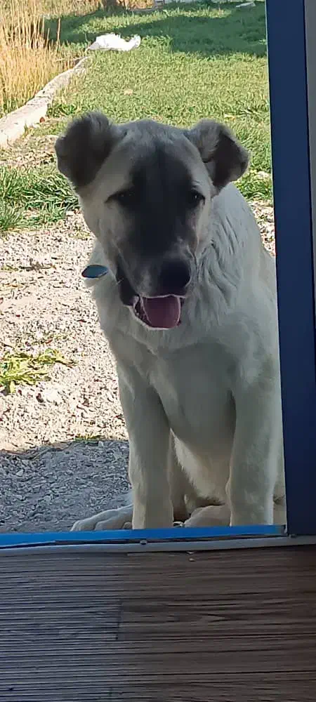 سگ سرابی ۵ماهه ماده قیمت ۴ تومن|سگ|ماکو, |دیوار