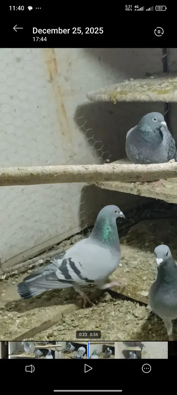 دبرگاچب|پرنده|اردبیل, |دیوار