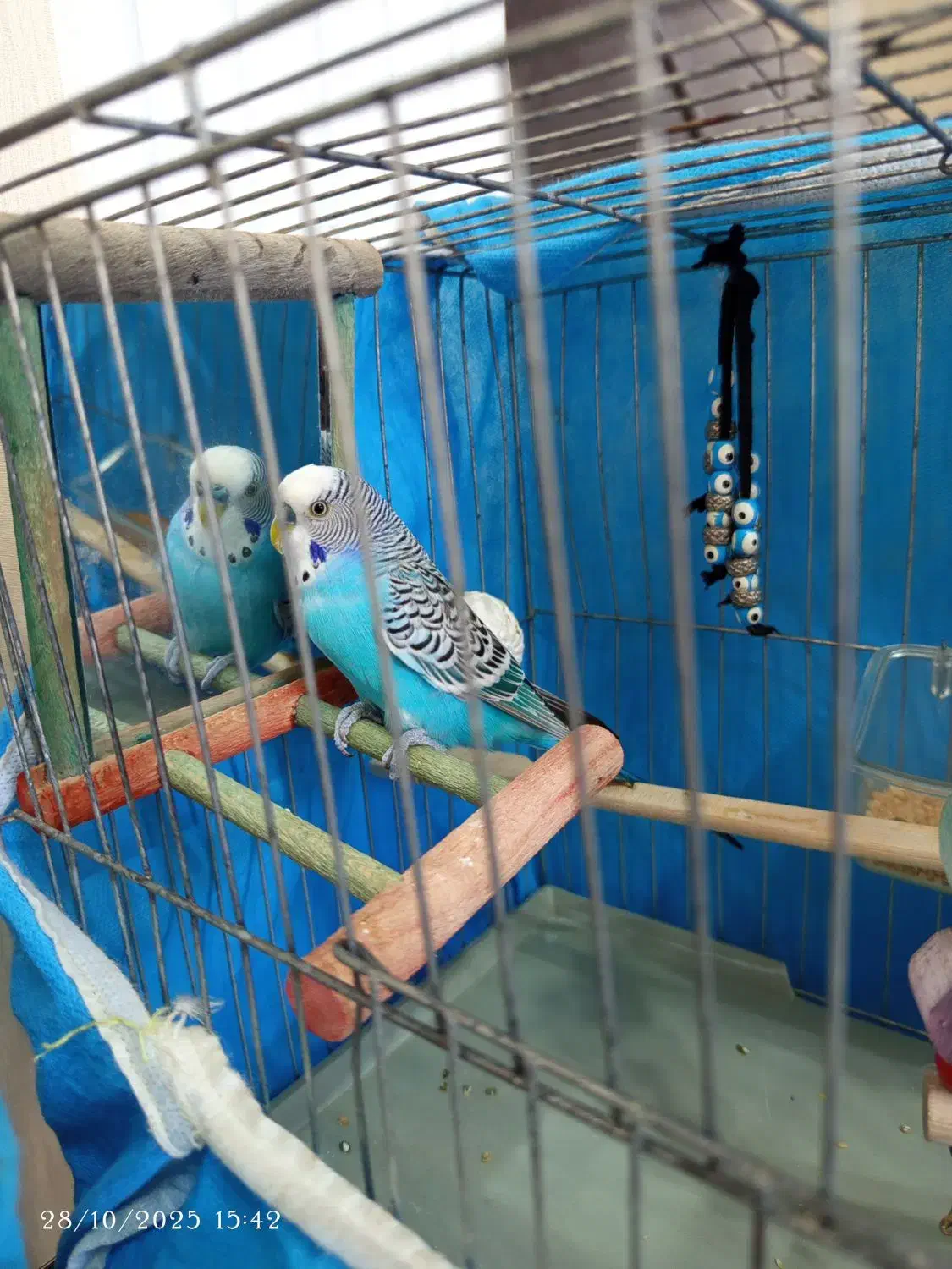 مرغ عشق|پرنده|رشت, یخسازی|دیوار