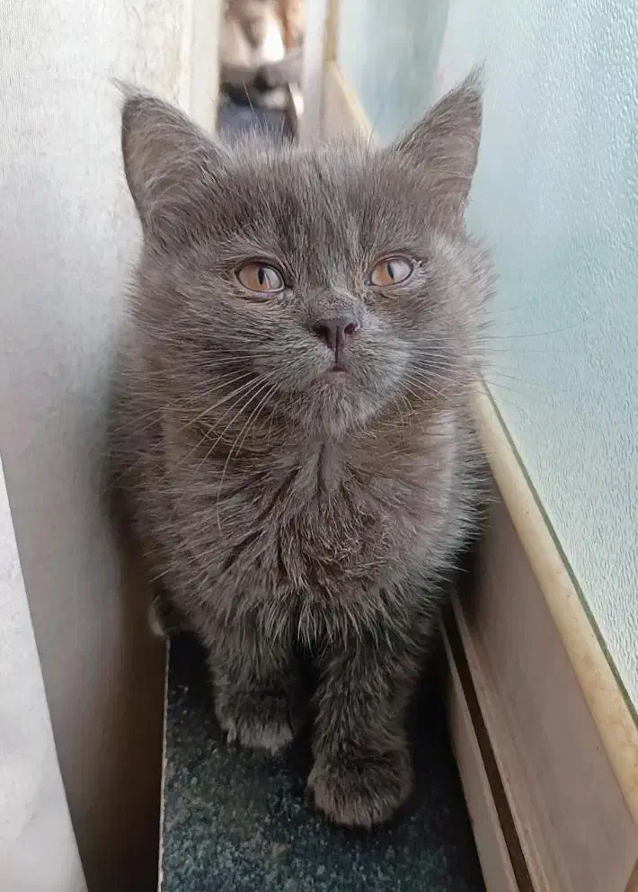 گربه ها|گربه|گرگان, |دیوار