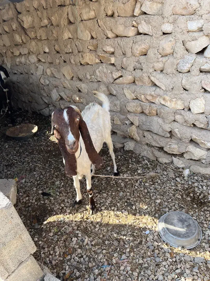 فروش دو بز|حیوانات مزرعه|بردخون, |دیوار