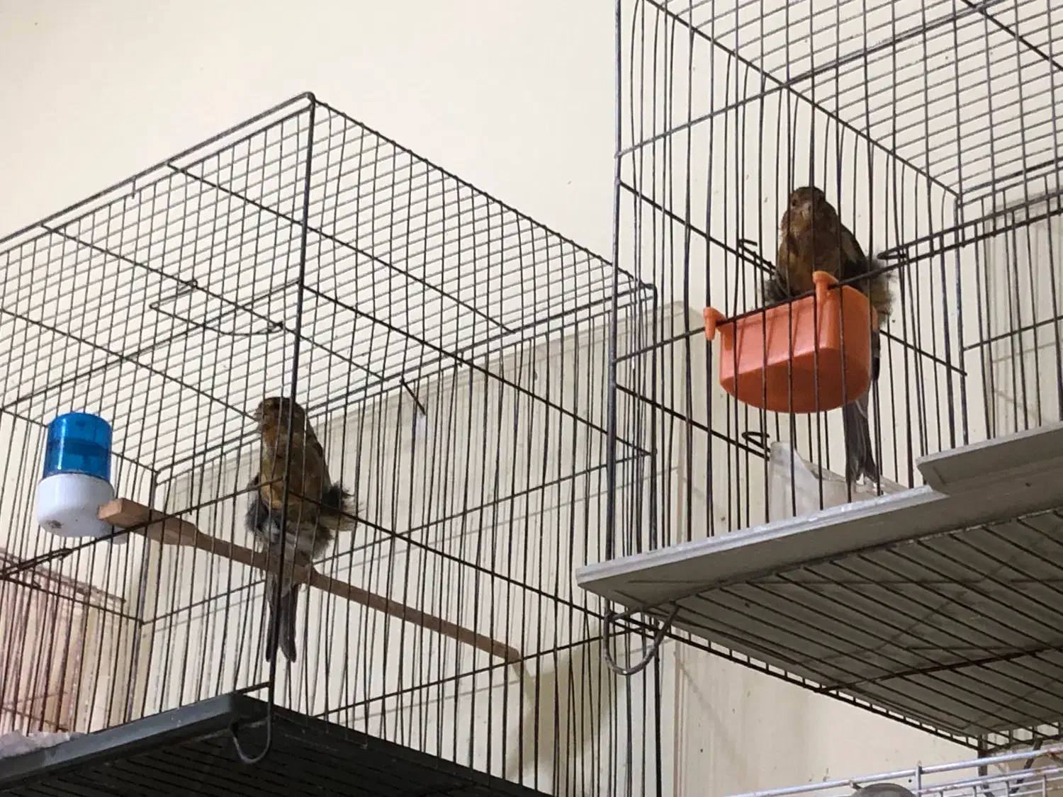 ماده آماده آماده و نر مست|پرنده|گرگان, |دیوار