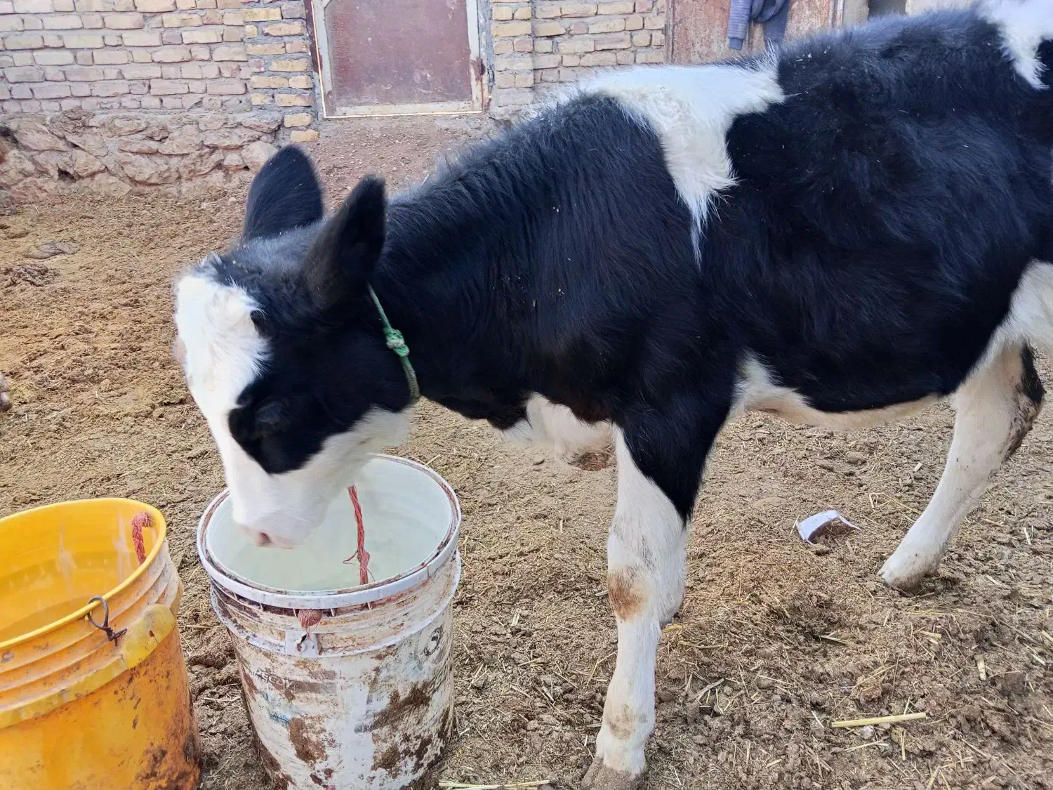 گوساله سیمینتال ماده|حیوانات مزرعه|قیدار, |دیوار