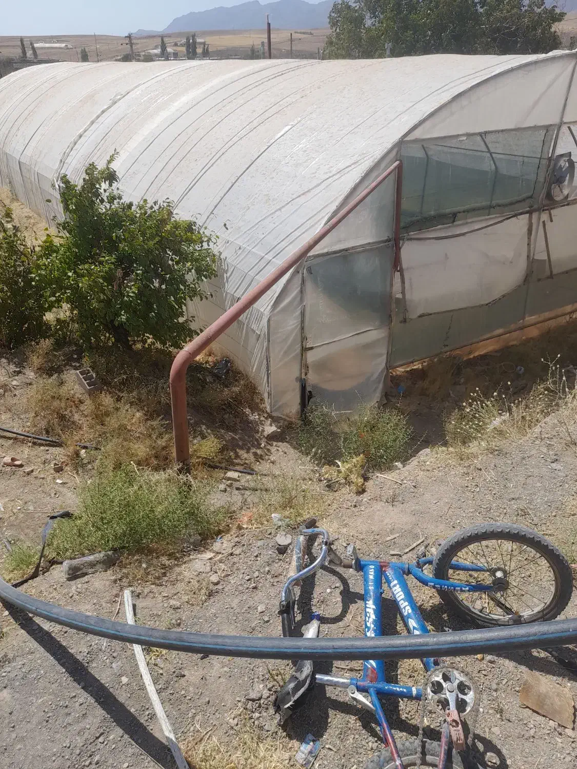 گلخانه ۳۰۰ متری|عمدهفروشی|بالا ولایت, |دیوار