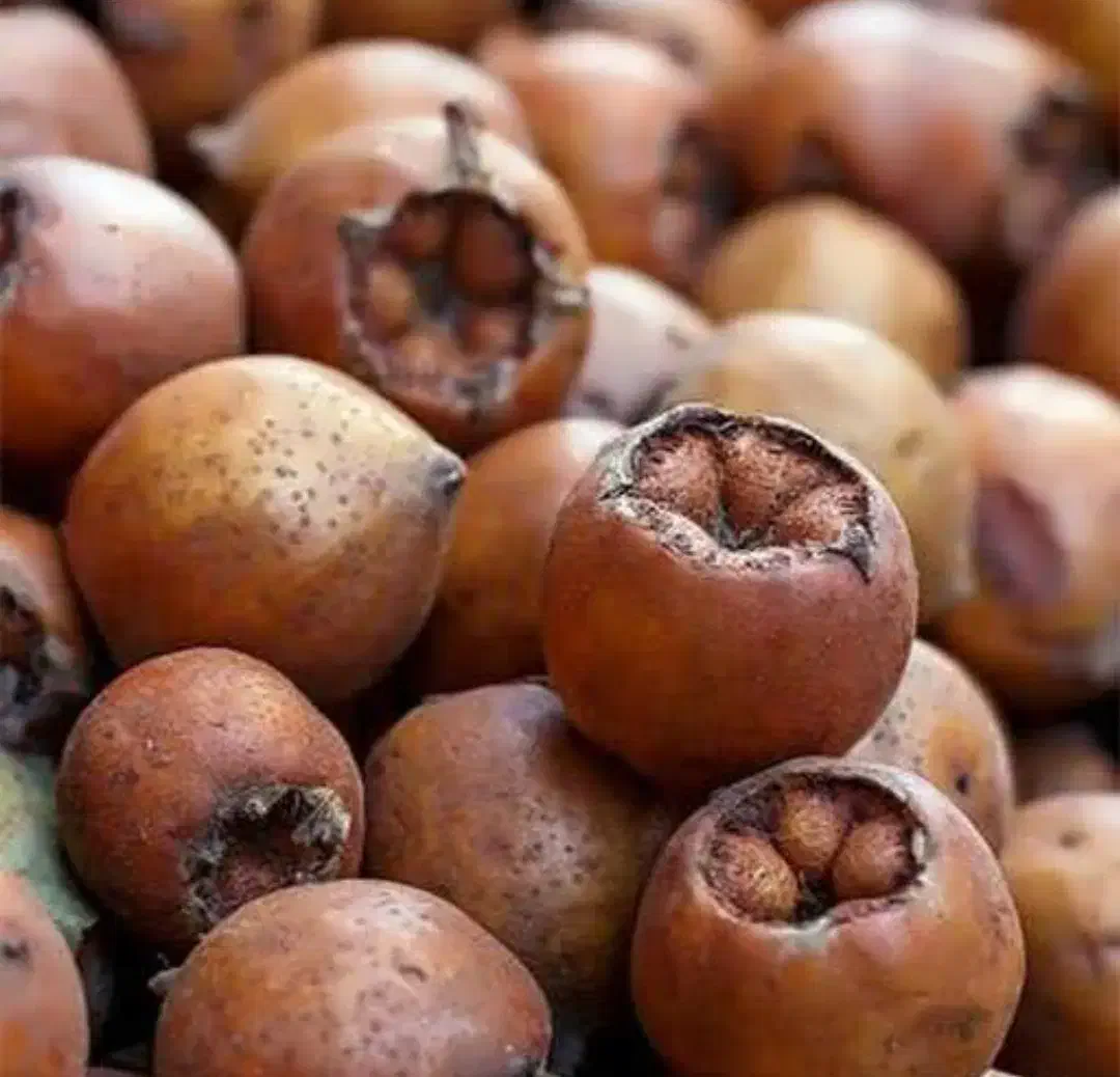 ازگیل (کونوس)|خوردنی و آشامیدنی|لاهیجان, کوی آزادگان|دیوار