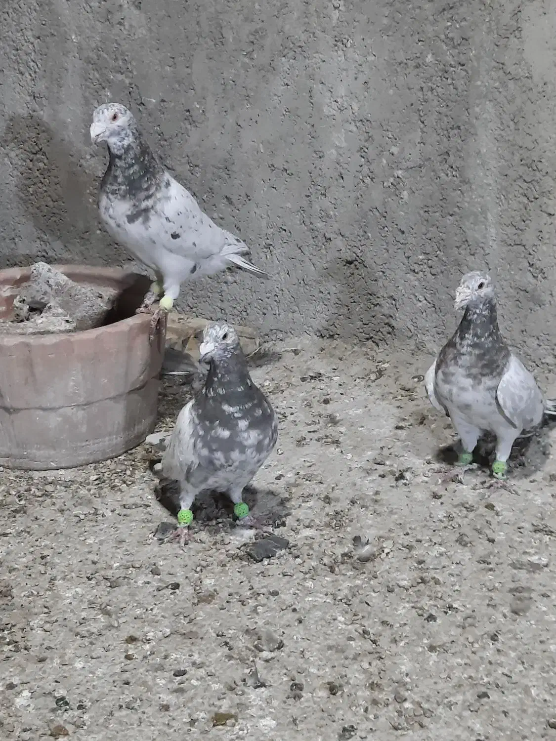 سرور خوشگل|پرنده|ارژن, |دیوار