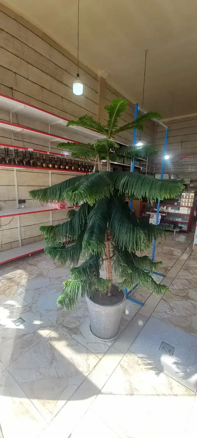 گل کاج مطبق|گل و گیاه طبیعی|قدس, شهر‌قدس|دیوار