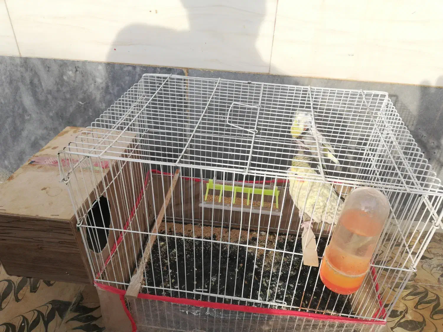 عروس هلندی مولد|پرنده|بجستان, |دیوار