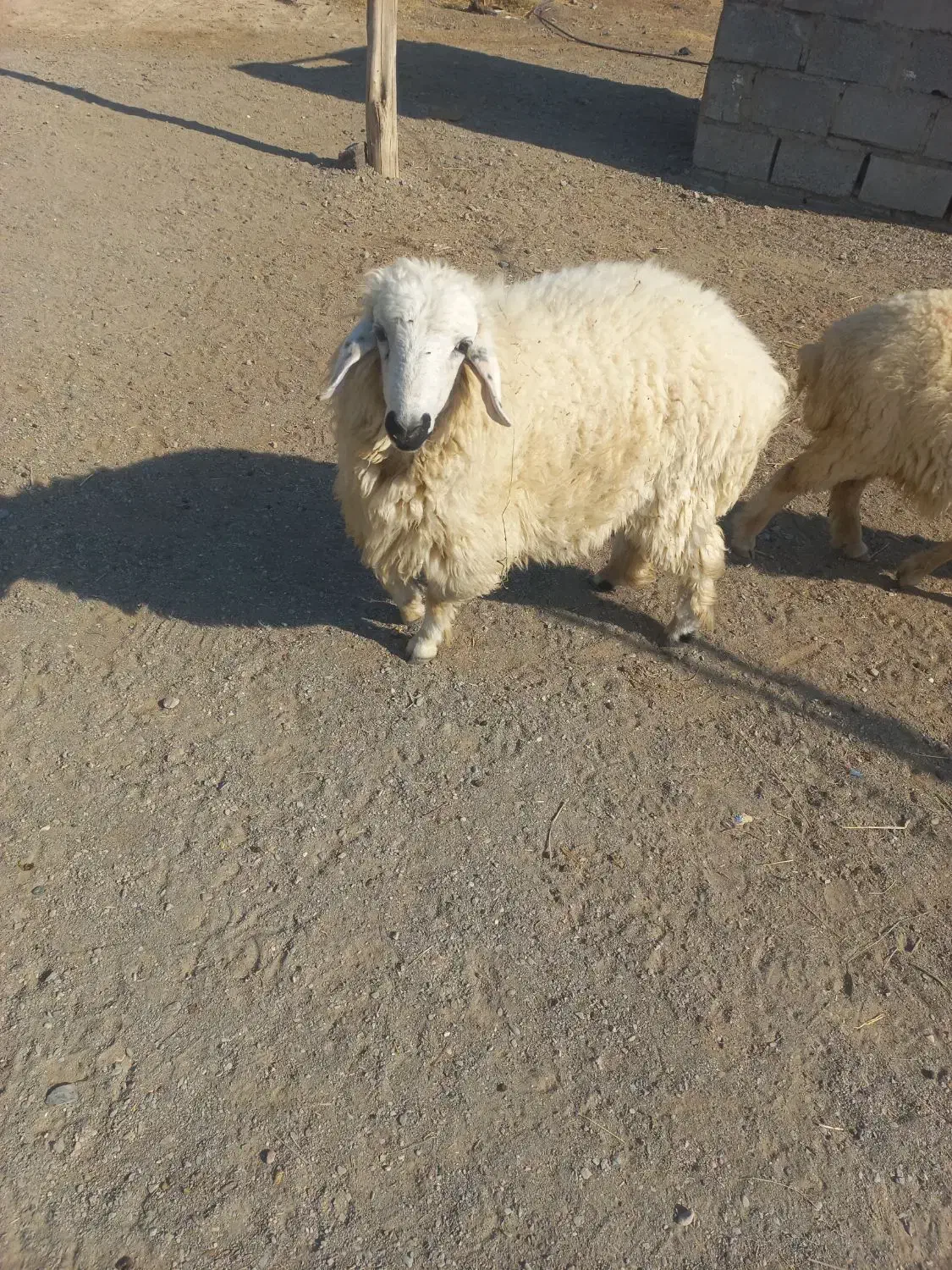 بره نر ۸-۹ماهه فاریاب|حیوانات مزرعه|فاریاب, |دیوار