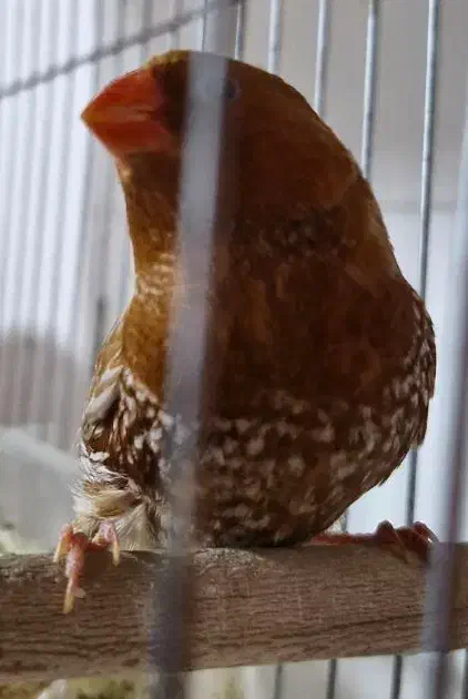 فنچ کینگ فول اورنج|پرنده|بندرعباس, |دیوار