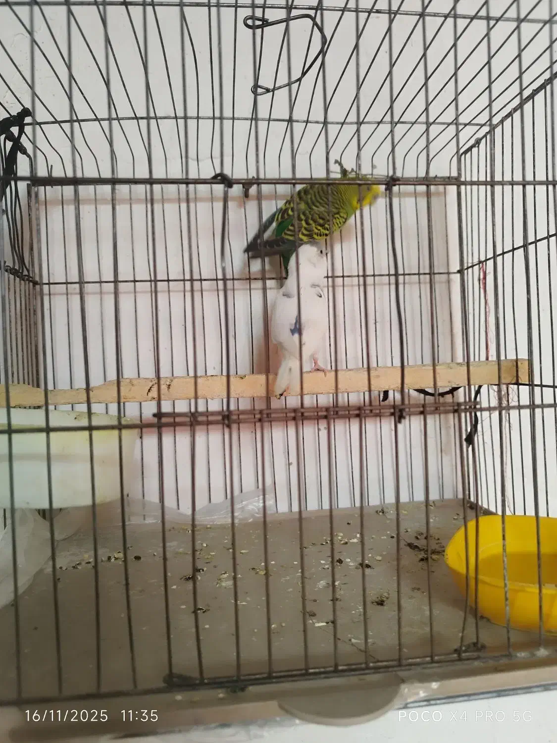 مرغ عشق|پرنده|یاسوج, |دیوار