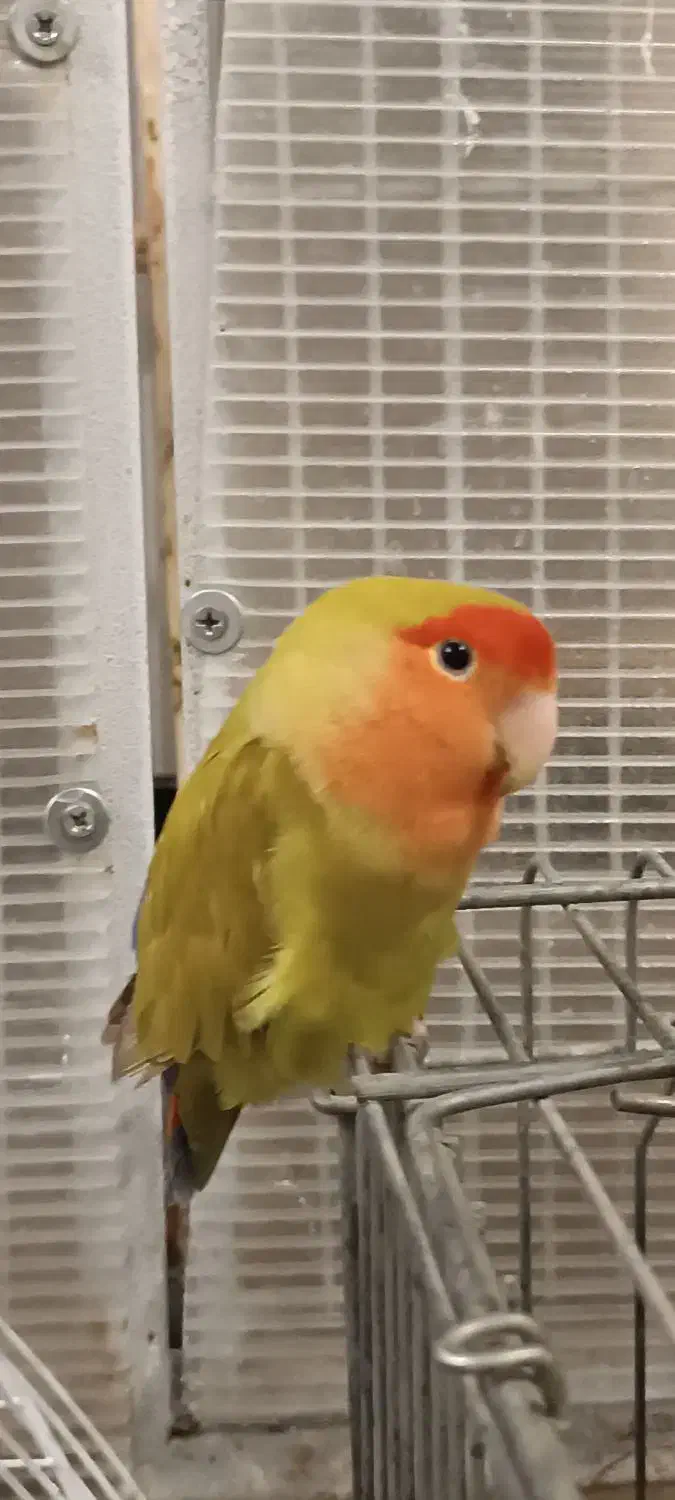 طوطی برزیلی ماده|پرنده|تهران, جوادیه تهرانپارس|دیوار