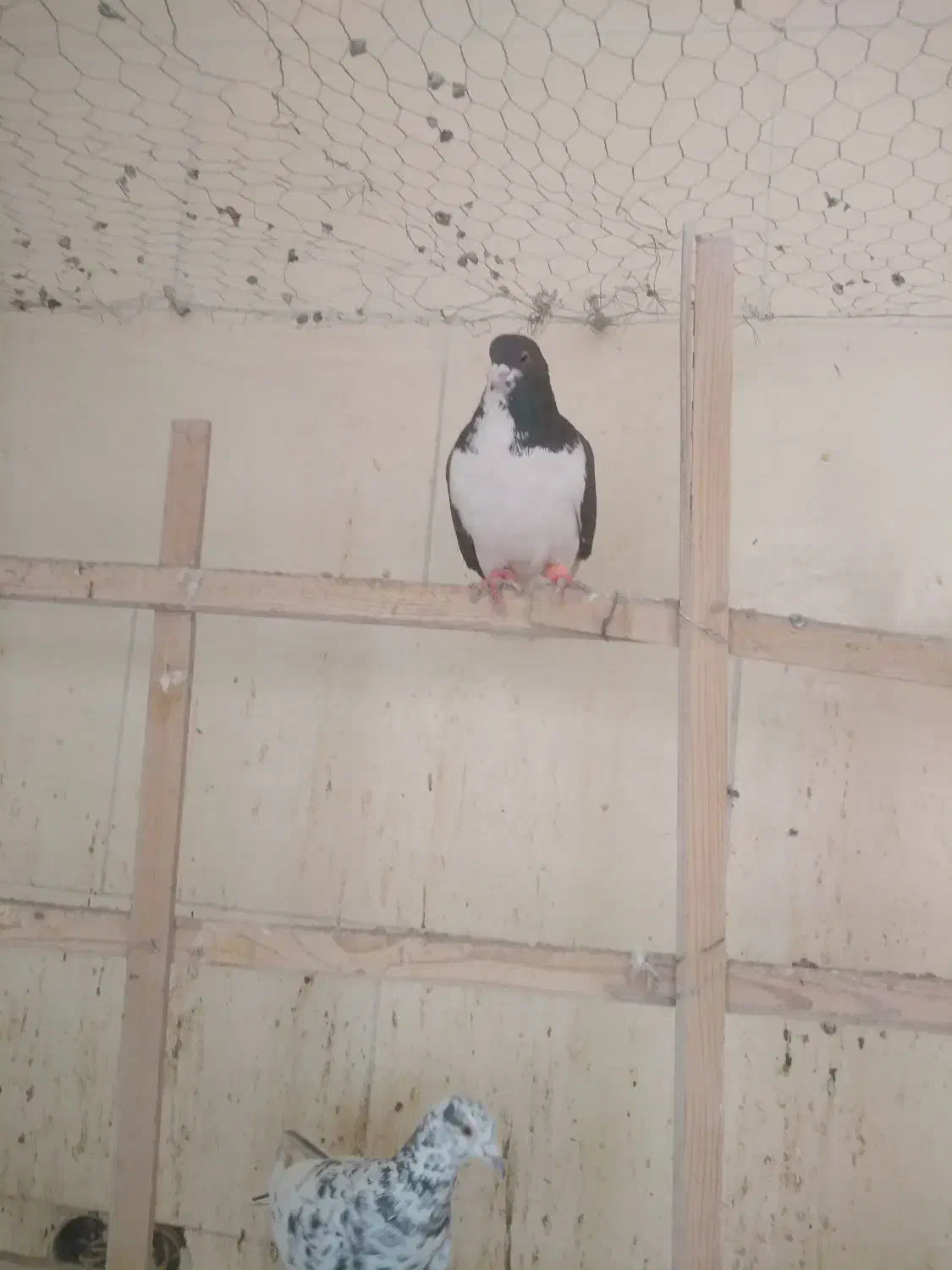 3 تا حیوان پرنده زنگ|پرنده|محمدیه-قزوین, |دیوار