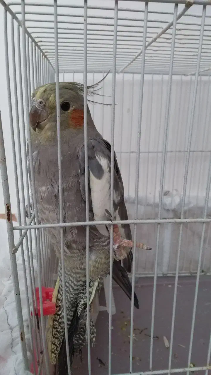 عروس هلندی|پرنده|تربت‌حیدریه, آغوی|دیوار