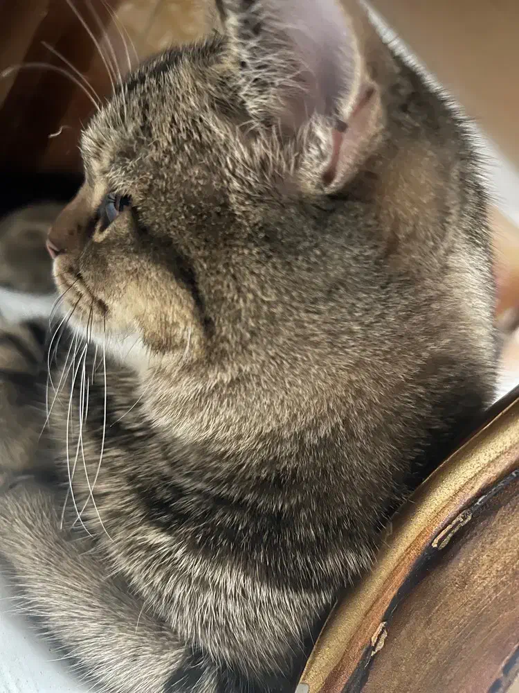 گربه بیریتیش و پرشین|گربه|شاهدشهر, |دیوار