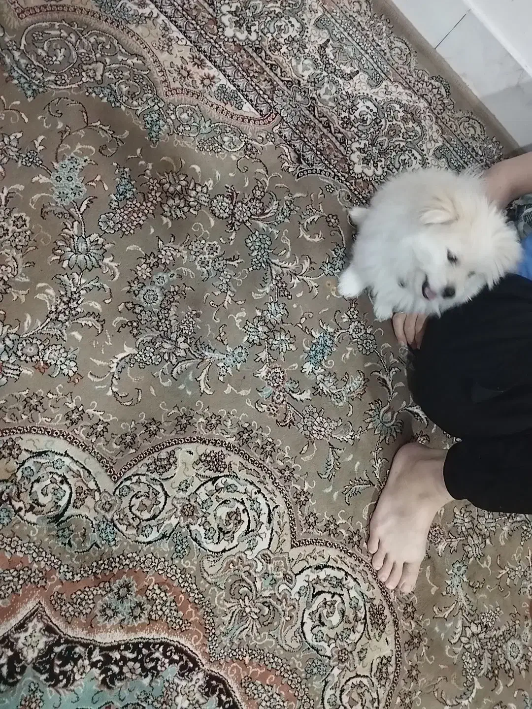 توله پامرانین|سگ|اسفراین, |دیوار