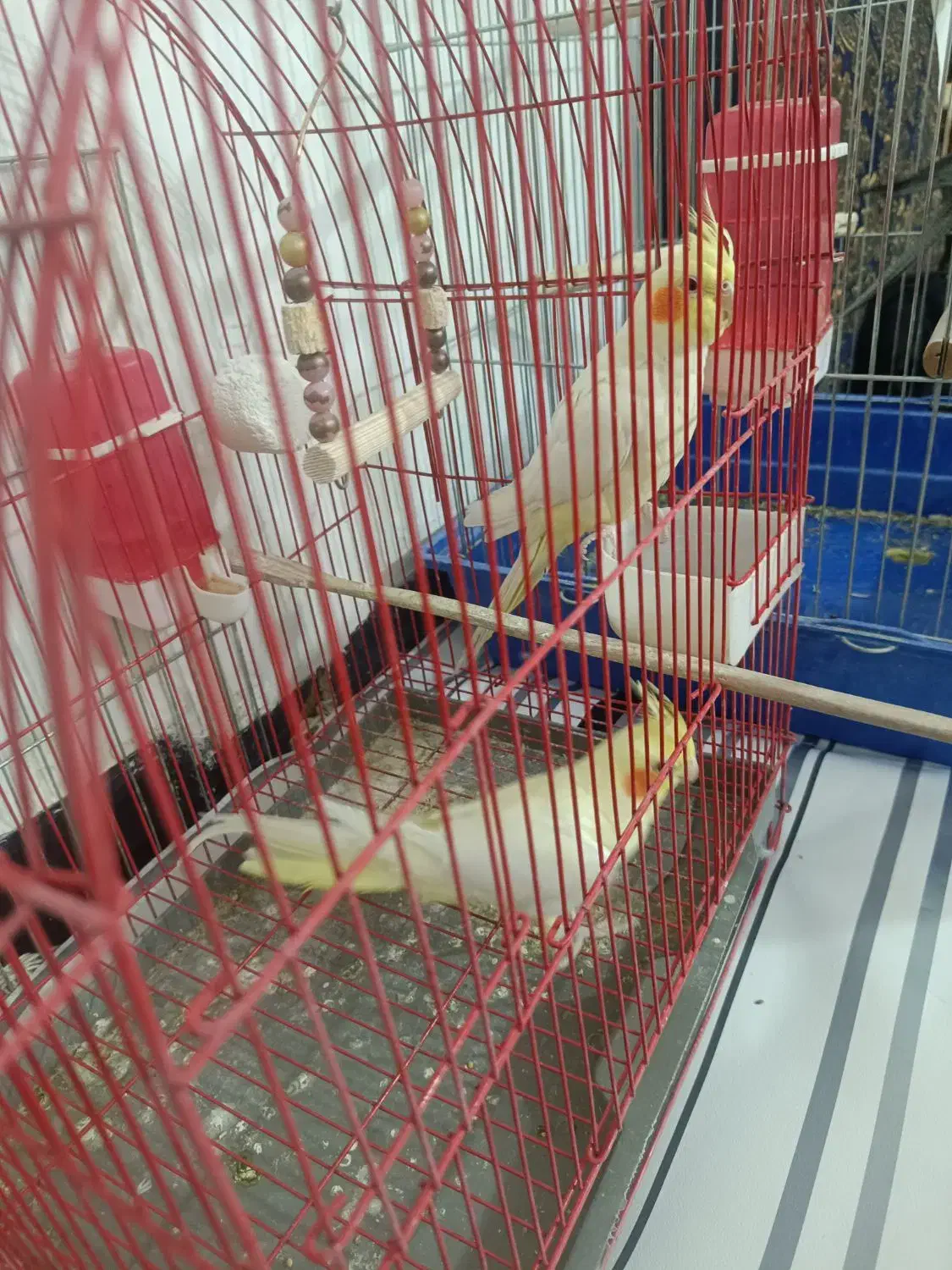 دوعدد عروس هلندی نر و ماده|پرنده|نورآباد, |دیوار