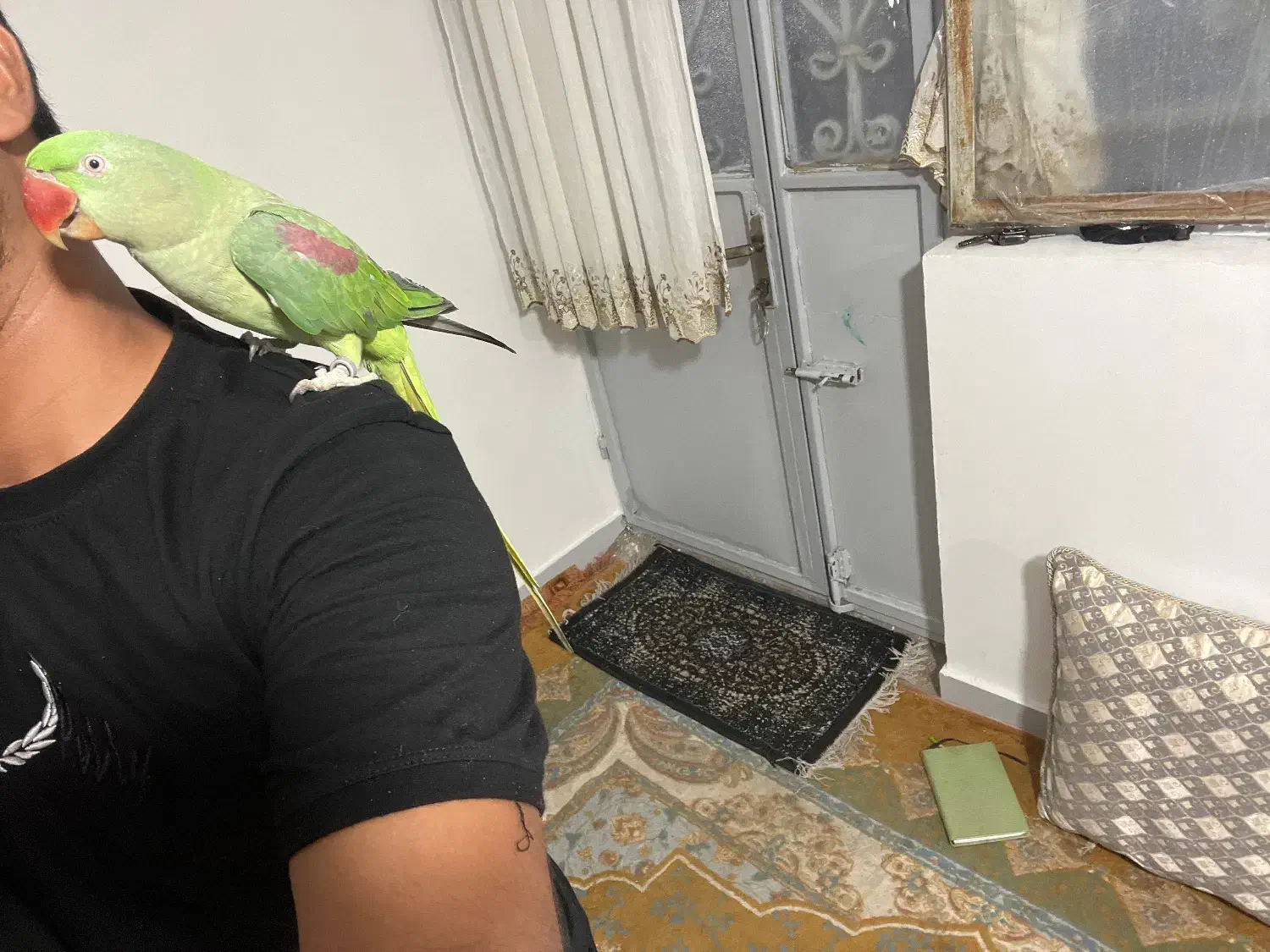 شاه طوطی ماده|پرنده|بندرعباس, |دیوار