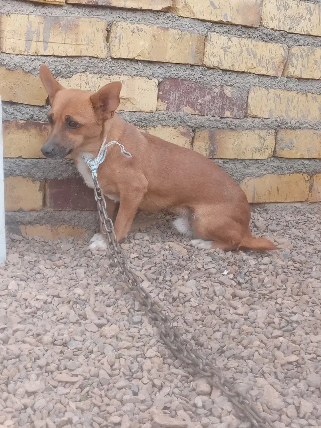 سگپاپی عشق آبادی نر|سگ|تایباد, |دیوار