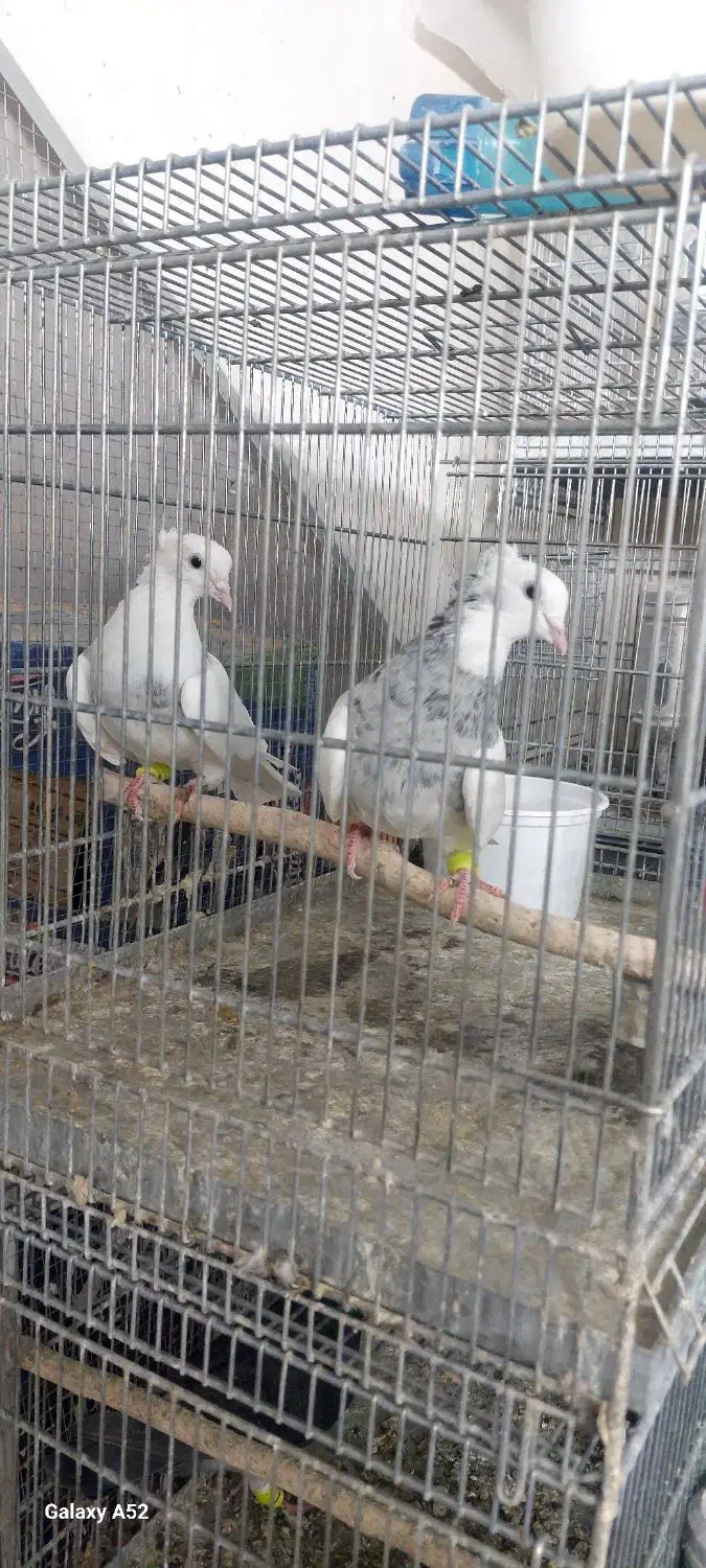 طوقی ۷رنگ|پرنده|بافق, |دیوار