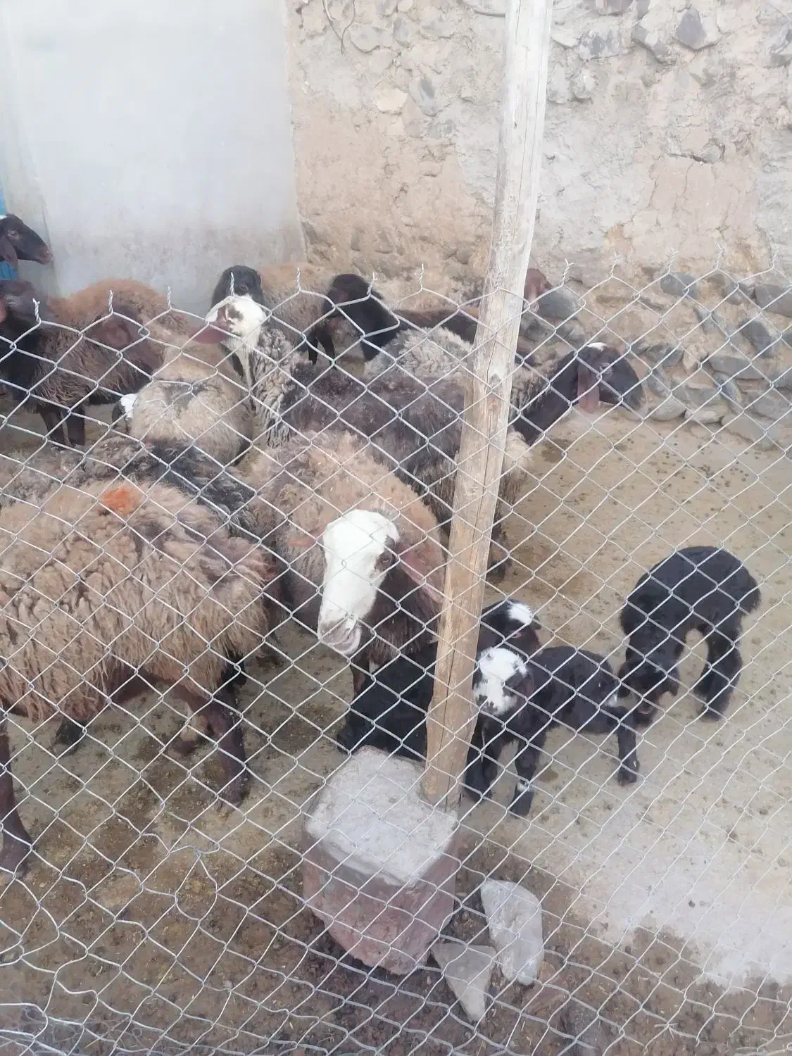 میش و بره|حیوانات مزرعه|جوکار, |دیوار