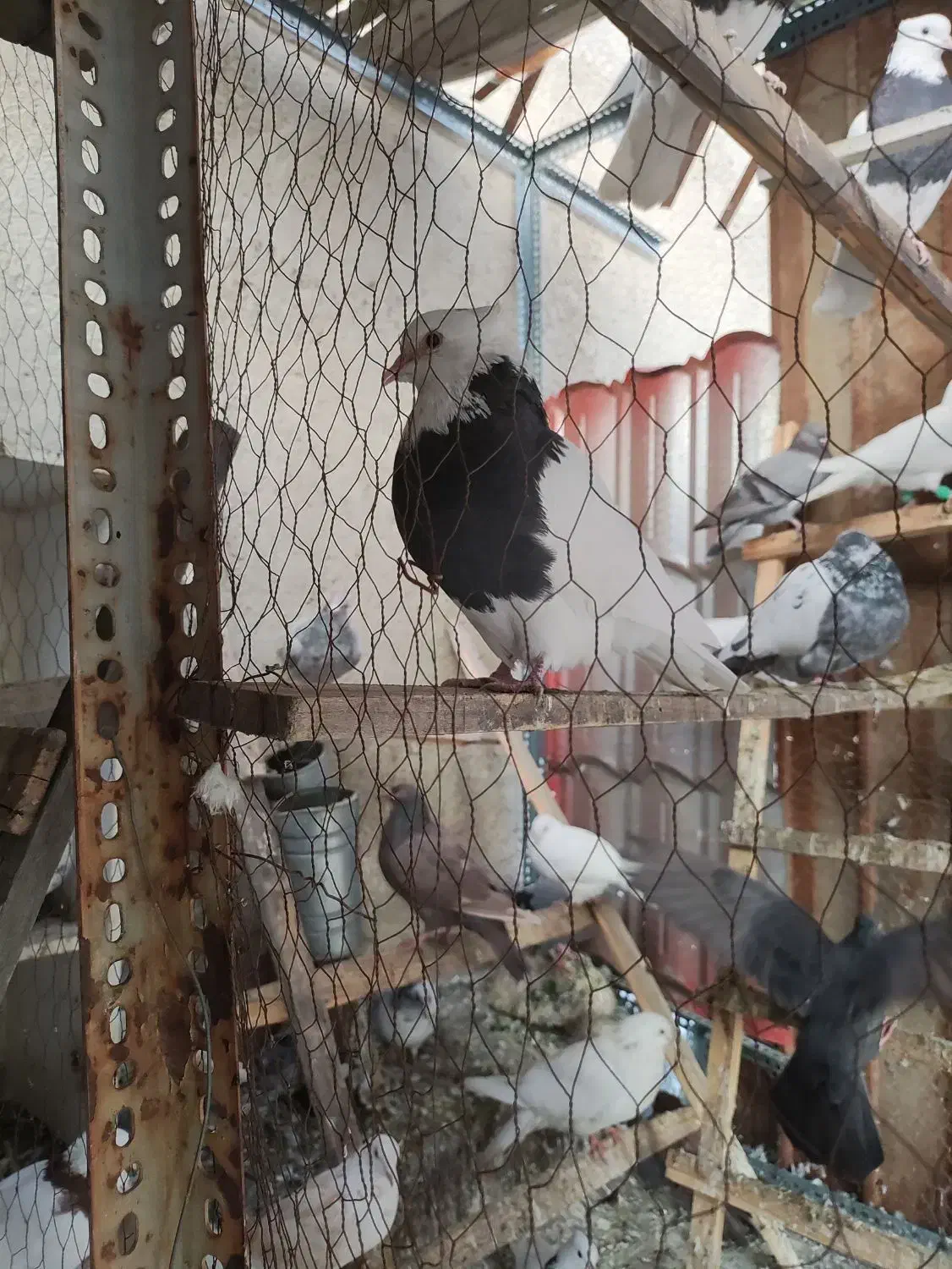 چندجفت طوقی خوب یکجا فروخته میشود|پرنده|تهران, خلیج فارس|دیوار