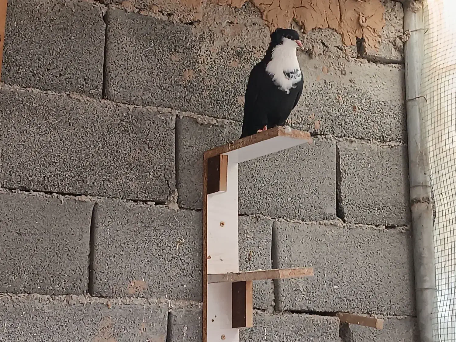 ریش سیاه|پرنده|نهبندان, |دیوار