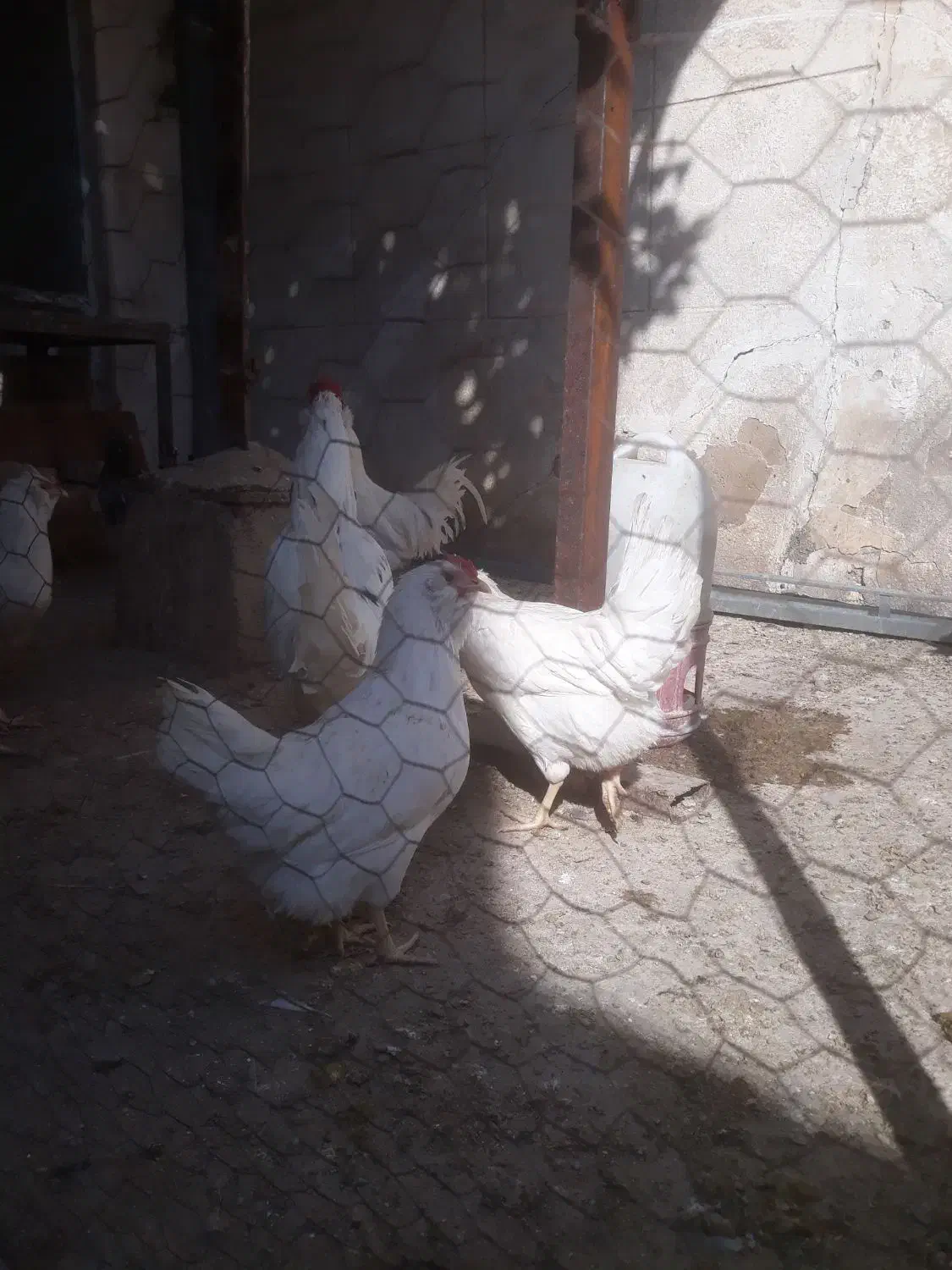 تخم مرغ گلین فول کیفیت|حیوانات مزرعه|شیراز, راهنمایی|دیوار