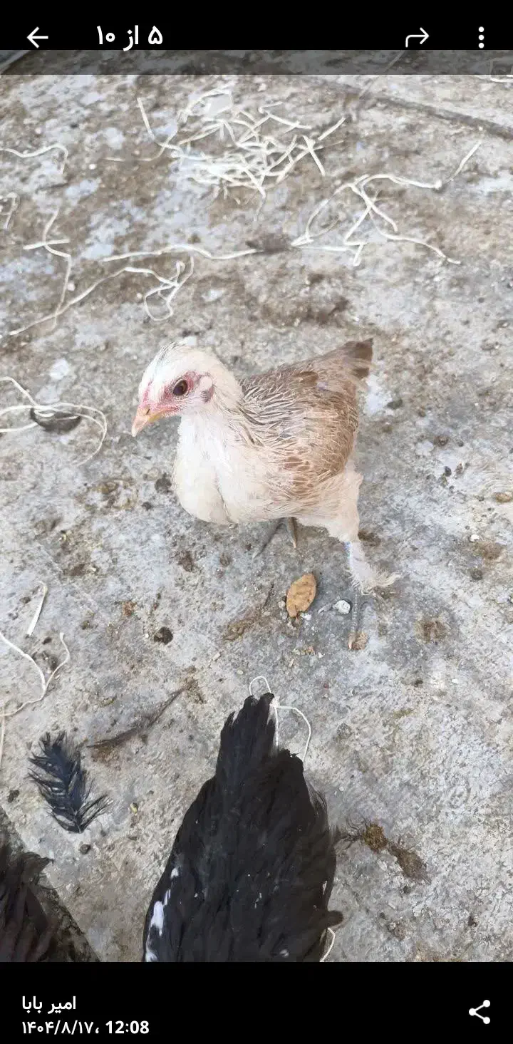 ۴ عدد دوتکه|حیوانات مزرعه|اصفهان, شهرک کاوه|دیوار