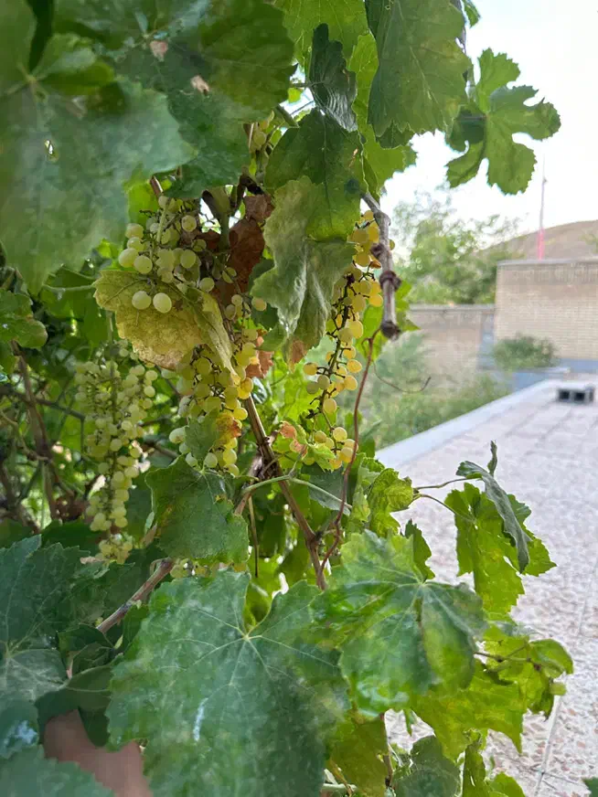 فروش ویلا ۷۸۰ متردر مهاجران|فروش خانه و ویلا|مهاجران, |دیوار