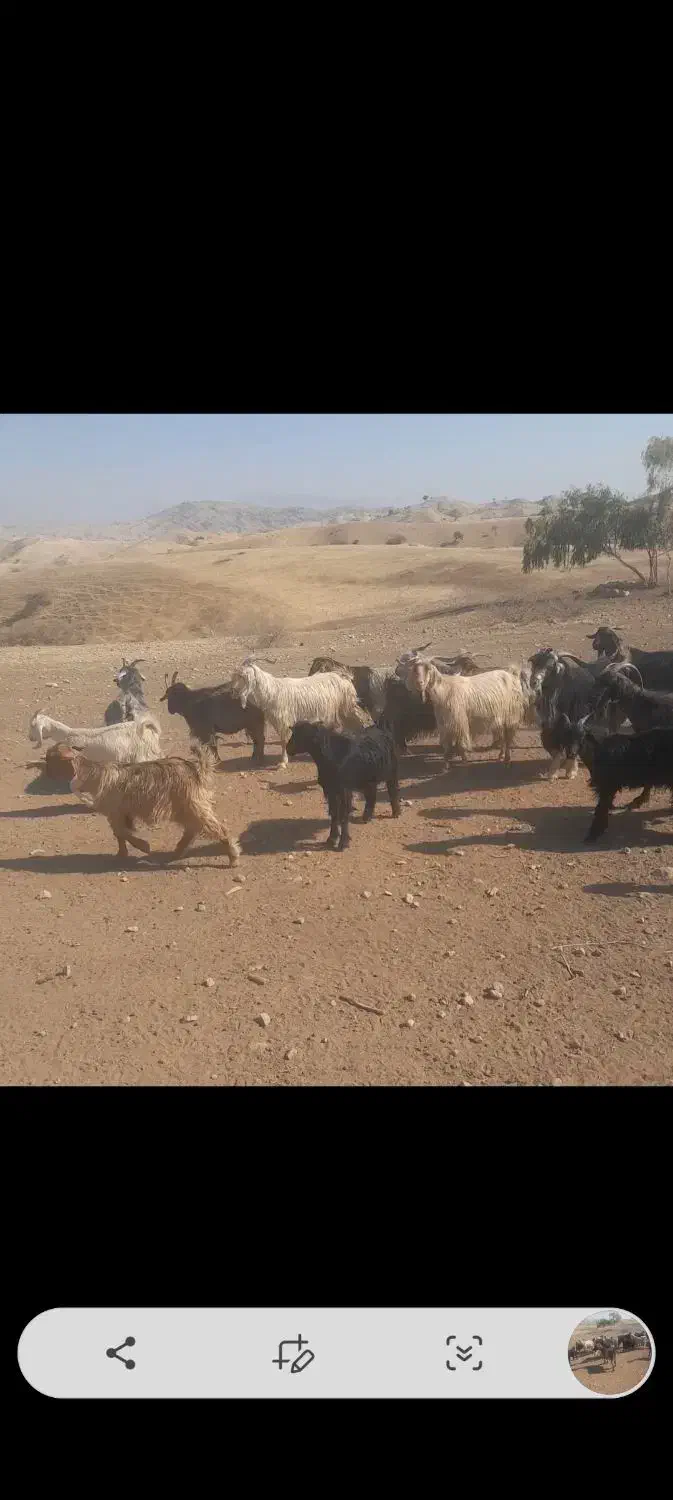 بز داشتی|حیوانات مزرعه|نورآباد ممسنی, |دیوار