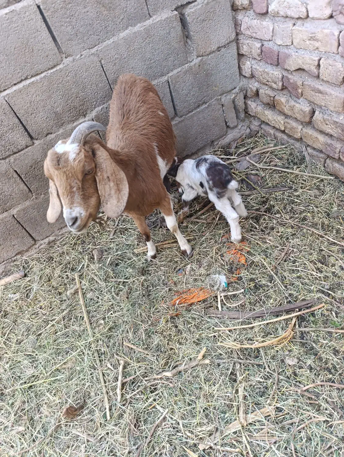 گوسفند|حیوانات مزرعه|نرماشیر, |دیوار