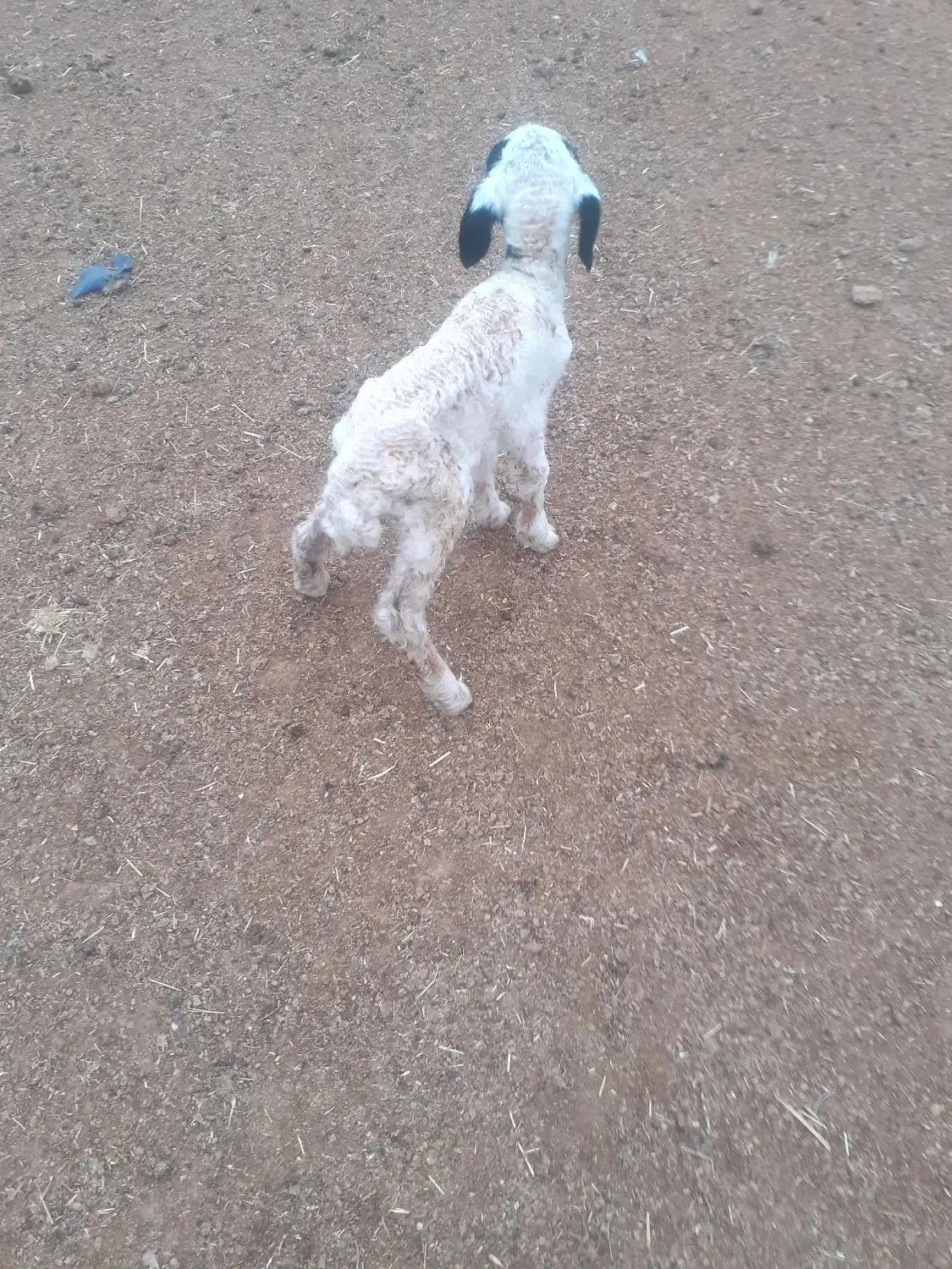 سلام دو عدد بره|حیوانات مزرعه|دهلران, |دیوار